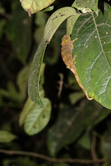 Calumma crypticum