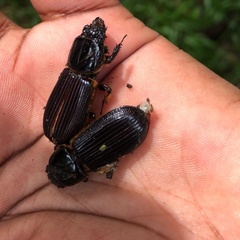 Passalus