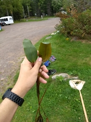 Potamogeton natans