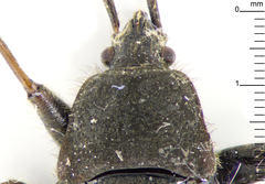 Eremocoris setosus