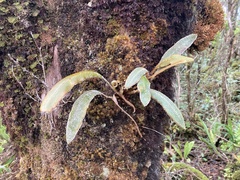 Elaphoglossum paleaceum