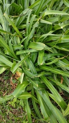 Hymenocallis littoralis