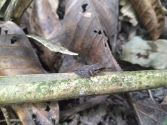 Craugastor longirostris