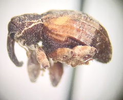 Conotrachelus anaglypticus