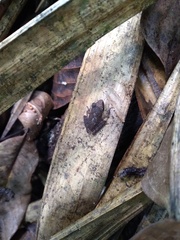 Craugastor longirostris