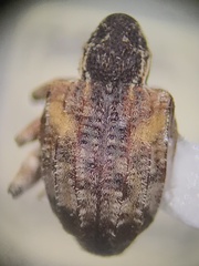 Conotrachelus anaglypticus