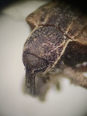 Conotrachelus anaglypticus