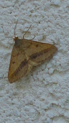 Isturgia arenacearia