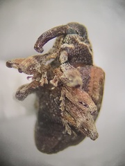 Conotrachelus anaglypticus