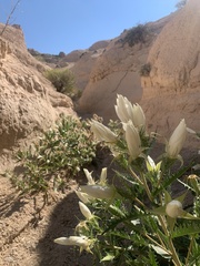 Mentzelia decapetala