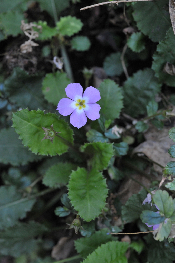 Primavera