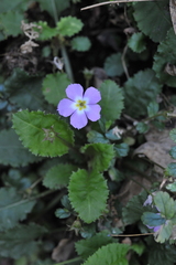 Primula petiolaris