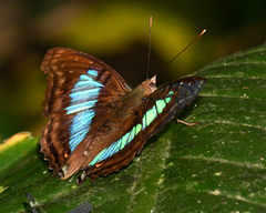 Doxocopa laurentia cherubina