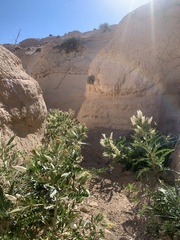 Mentzelia decapetala