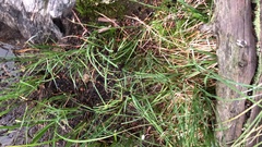 Juncus mertensianus