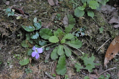 Primula petiolaris