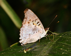 Doxocopa laurentia cherubina