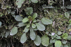 Primula petiolaris