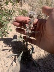 Oreocarya thyrsiflora