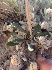Oreocarya thyrsiflora