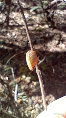 Orthoderella
