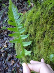 Polypodium