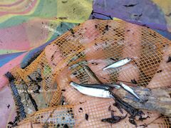 Opsariichthys evolans