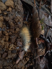 Calliteara horsfieldii