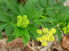 Zizia aurea