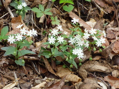 Stellaria pubera