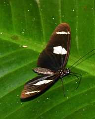 Heliconius wallacei