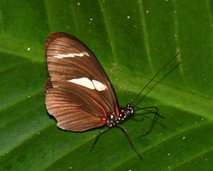 Heliconius wallacei