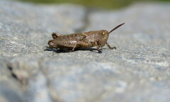 Phaulacridium marginale