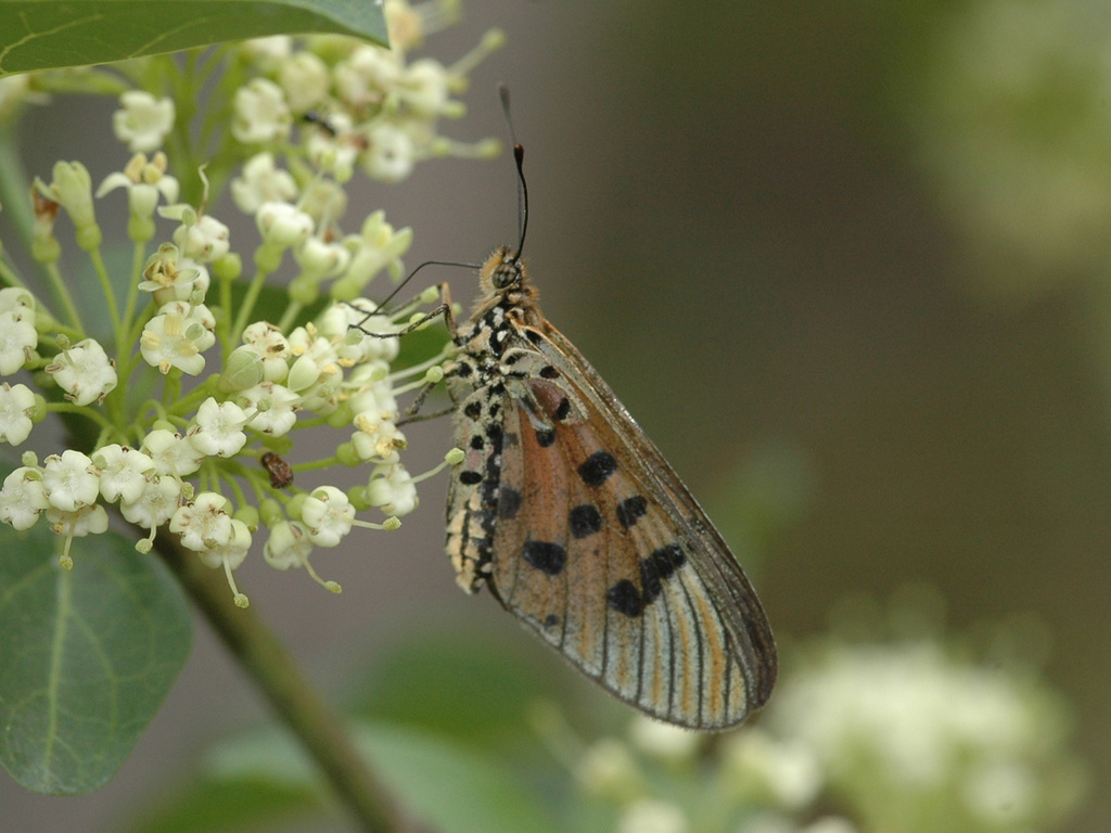 Acraea diogenes