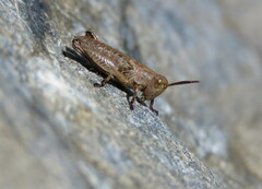 Phaulacridium marginale