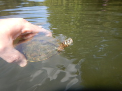 Graptemys ouachitensis