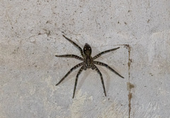 Cupiennius salei