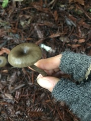 Pseudoclitocybe