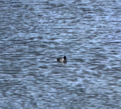 Aythya affinis