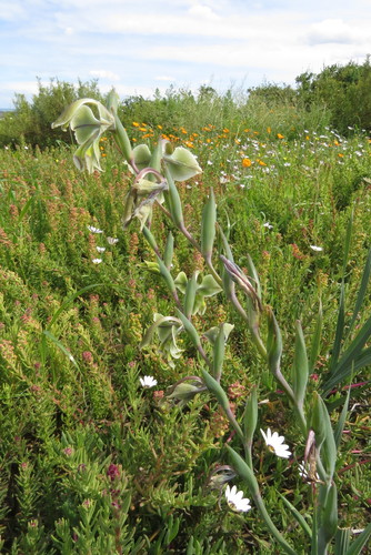 Image of Gladiolus orchidiflorus by (c) Paul Emms, some rights reserved (CC BY-SA)