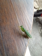 Odontomantis