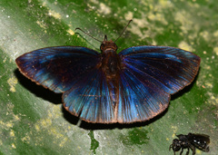 Anastrus neaeris