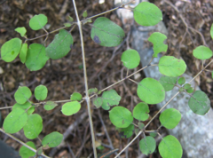 Coprosma rotundifolia
