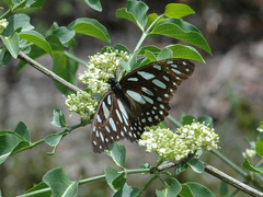 Graphium leonidas leonidas