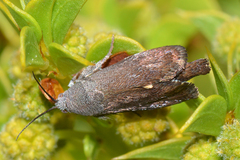 Brachodidae