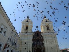 Columba livia domestica