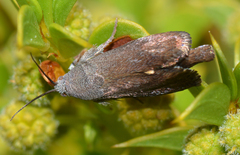Brachodidae
