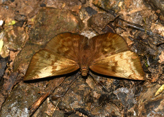 Achlyodes pallida