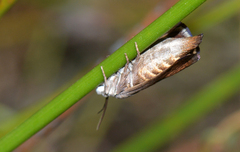 Brachodidae