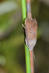 Brachodidae